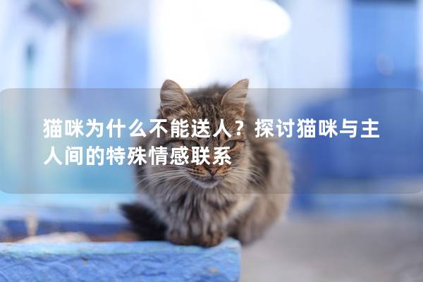 猫咪为什么不能送人？探讨猫咪与主人间的特殊情感联系