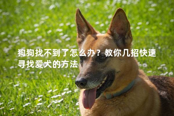 狗狗找不到了怎么办？教你几招快速寻找爱犬的方法