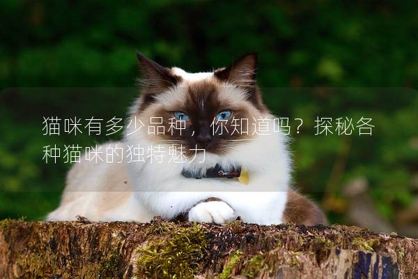 猫咪有多少品种，你知道吗？探秘各种猫咪的独特魅力