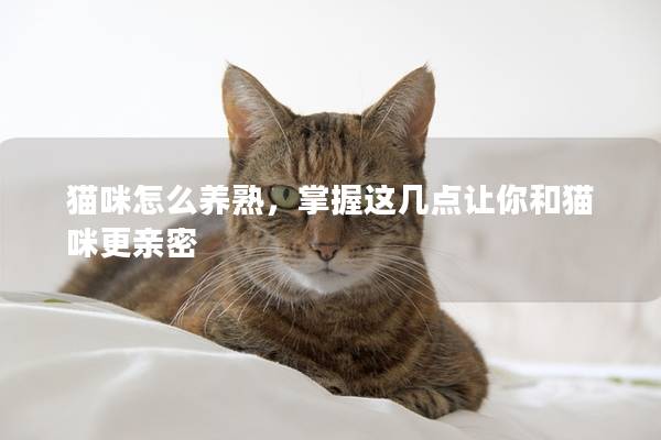 猫咪怎么养熟，掌握这几点让你和猫咪更亲密