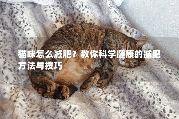 猫咪怎么减肥？教你科学健康的减肥方法与技巧