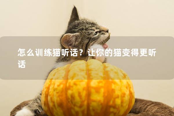 怎么训练猫听话？让你的猫变得更听话