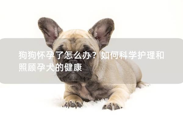 狗狗怀孕了怎么办？如何科学护理和照顾孕犬的健康