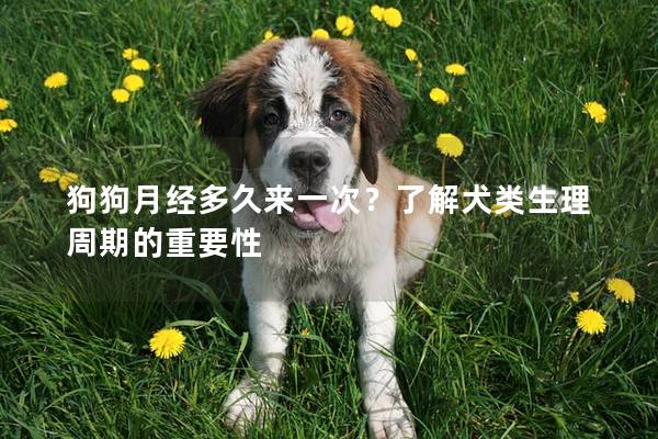 狗狗月经多久来一次？了解犬类生理周期的重要性