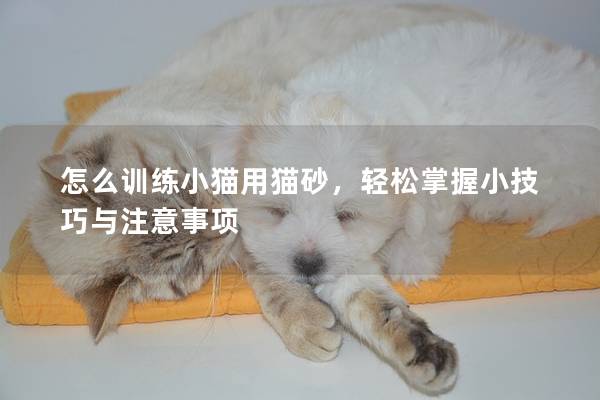 怎么训练小猫用猫砂，轻松掌握小技巧与注意事项