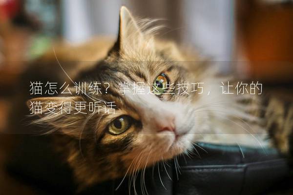 猫怎么训练？掌握这些技巧，让你的猫变得更听话