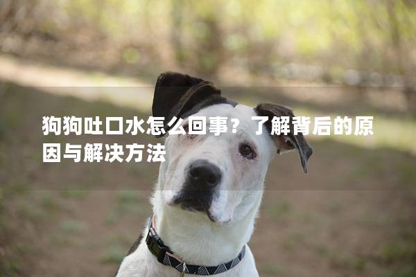 狗狗吐口水怎么回事？了解背后的原因与解决方法