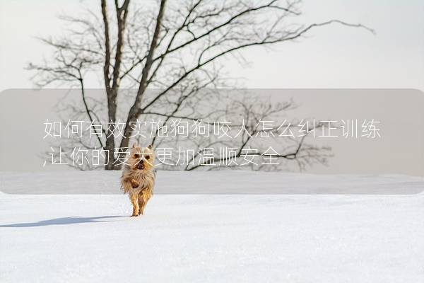 如何有效实施狗狗咬人怎么纠正训练,让你的爱犬更加温顺安全