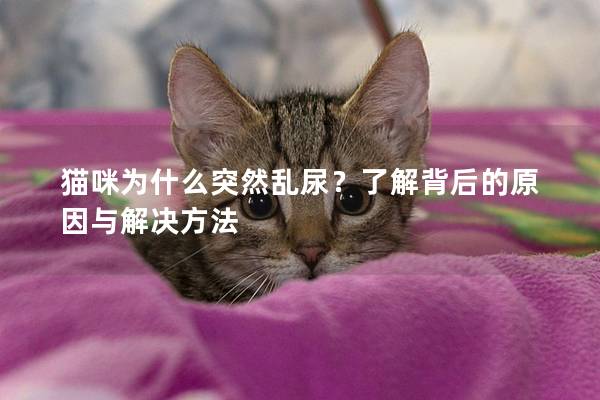 猫咪为什么突然乱尿？了解背后的原因与解决方法