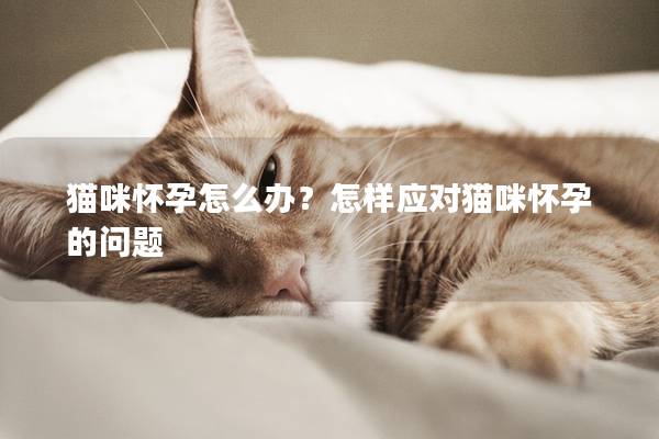 猫咪怀孕怎么办？怎样应对猫咪怀孕的问题