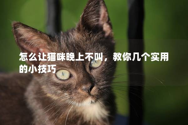 怎么让猫咪晚上不叫，教你几个实用的小技巧