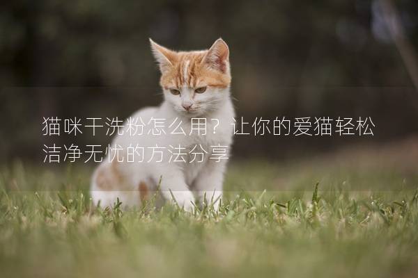 猫咪干洗粉怎么用？让你的爱猫轻松洁净无忧的方法分享