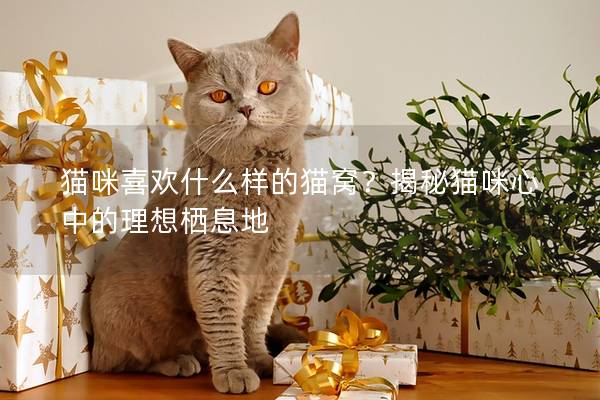 猫咪喜欢什么样的猫窝？揭秘猫咪心中的理想栖息地