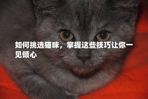 如何挑选猫咪，掌握这些技巧让你一见倾心