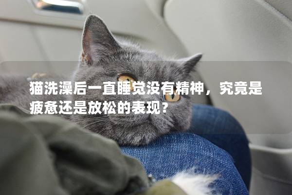 猫洗澡后一直睡觉没有精神，究竟是疲惫还是放松的表现？