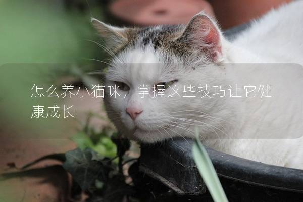 怎么养小猫咪，掌握这些技巧让它健康成长