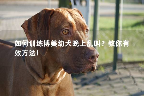 如何训练博美幼犬晚上乱叫？教你有效方法!