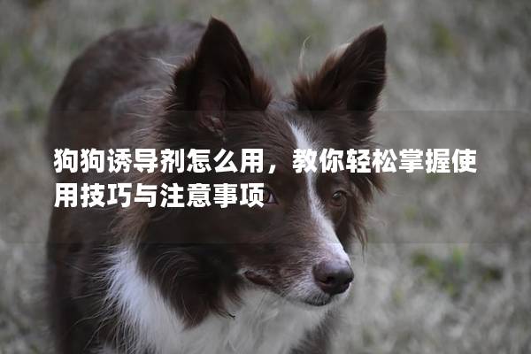 狗狗诱导剂怎么用，教你轻松掌握使用技巧与注意事项