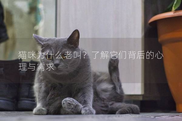 猫咪为什么老叫？了解它们背后的心理与需求