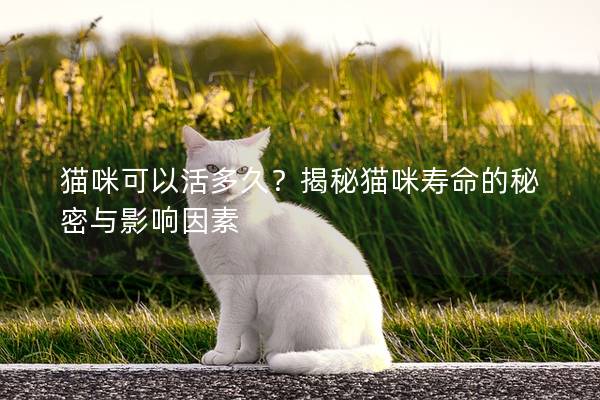 猫咪可以活多久？揭秘猫咪寿命的秘密与影响因素