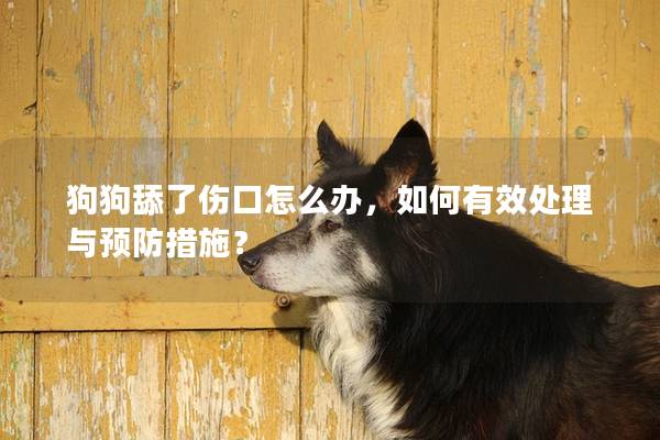 狗狗舔了伤口怎么办，如何有效处理与预防措施？