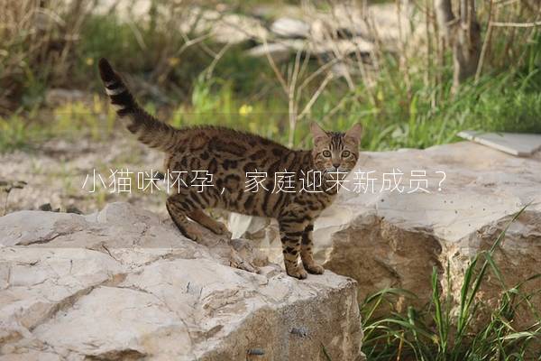 小猫咪怀孕，家庭迎来新成员？