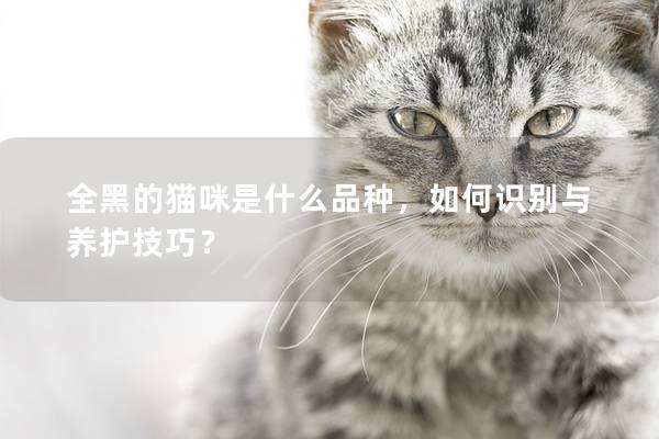 全黑的猫咪是什么品种，如何识别与养护技巧？