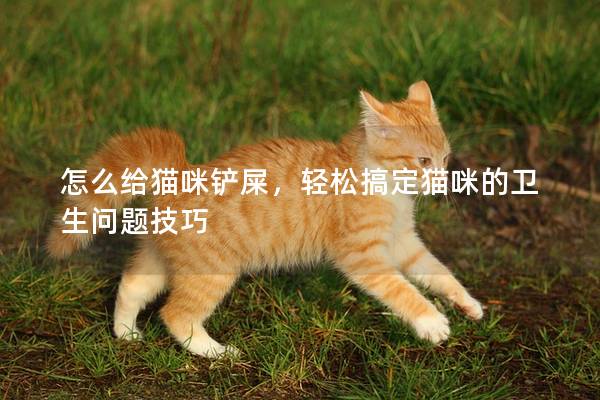 怎么给猫咪铲屎，轻松搞定猫咪的卫生问题技巧