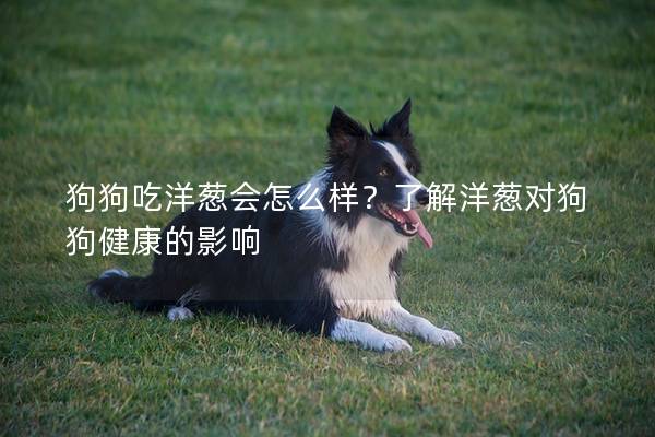 狗狗吃洋葱会怎么样？了解洋葱对狗狗健康的影响