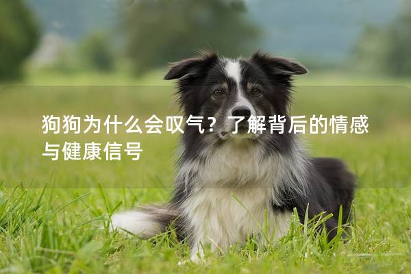 狗狗为什么会叹气？了解背后的情感与健康信号