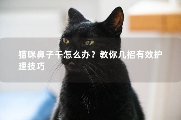 猫咪鼻子干怎么办？教你几招有效护理技巧