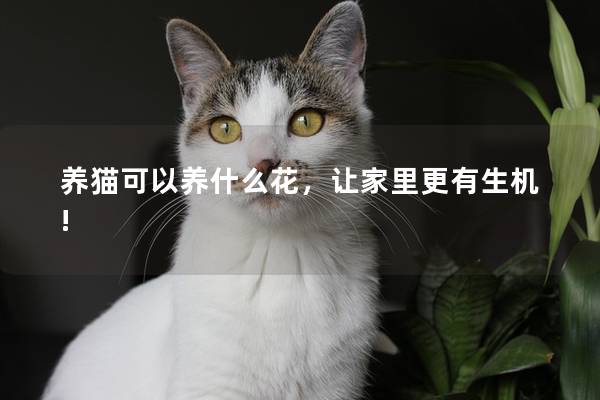 养猫可以养什么花，让家里更有生机!