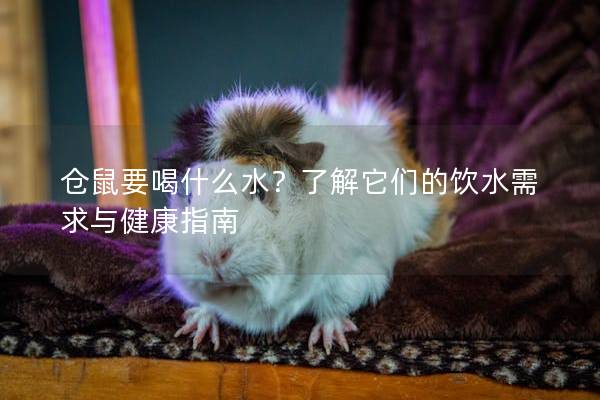 仓鼠要喝什么水?了解它们的饮水需求与健康指南 仓鼠要喝什么水?了解它们的饮水需求与健康指南