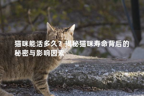 猫咪能活多久？揭秘猫咪寿命背后的秘密与影响因素