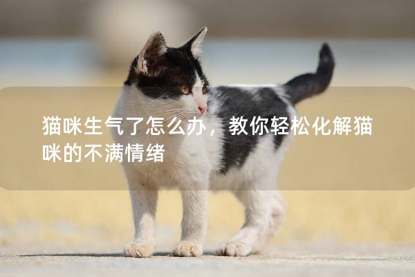 猫咪生气了怎么办，教你轻松化解猫咪的不满情绪