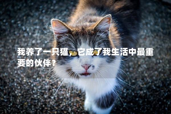 我养了一只猫，它成了我生活中最重要的伙伴？