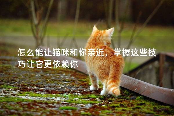 怎么能让猫咪和你亲近，掌握这些技巧让它更依赖你