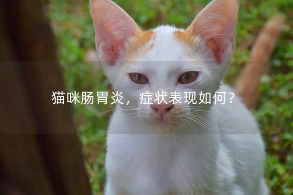 猫咪肠胃炎，症状表现如何？