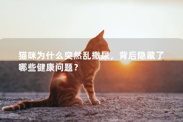 猫咪为什么突然乱撒尿，背后隐藏了哪些健康问题？