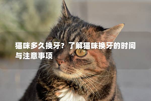 猫咪多久换牙？了解猫咪换牙的时间与注意事项