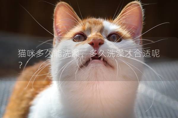 猫咪多久能洗澡，多久洗澡才合适呢？