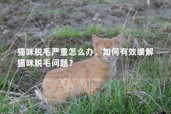 猫咪脱毛严重怎么办，如何有效缓解猫咪脱毛问题？