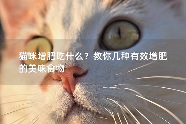 猫咪增肥吃什么？教你几种有效增肥的美味食物