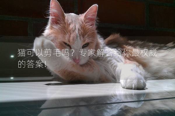 猫可以剪毛吗？专家解答给你最权威的答案!