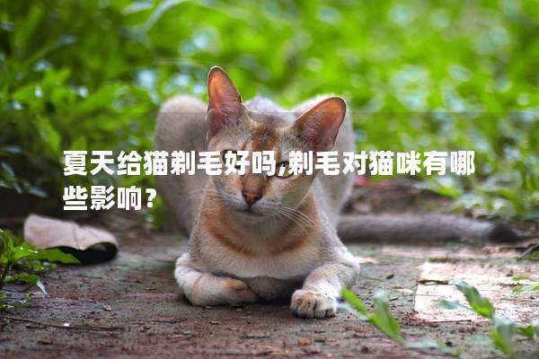 夏天给猫剃毛好吗,剃毛对猫咪有哪些影响？