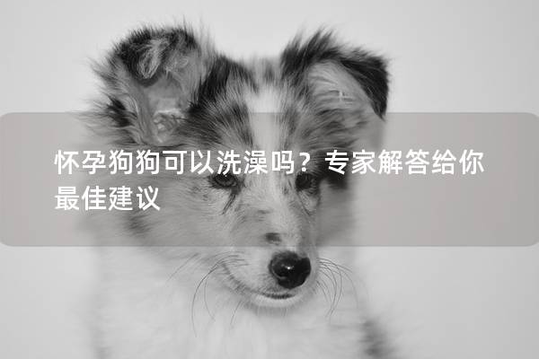 怀孕狗狗可以洗澡吗？专家解答给你最佳建议