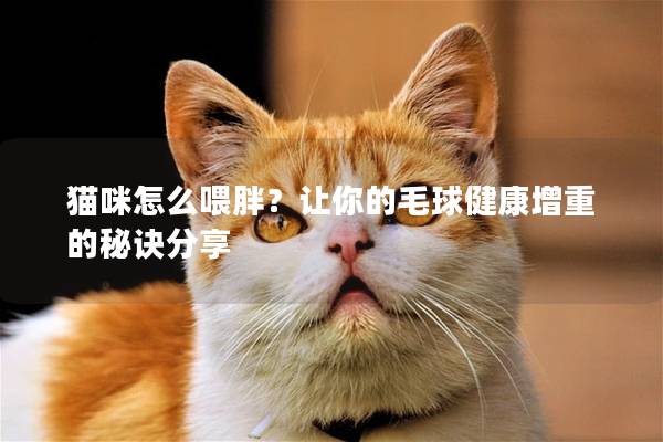 猫咪怎么喂胖？让你的毛球健康增重的秘诀分享