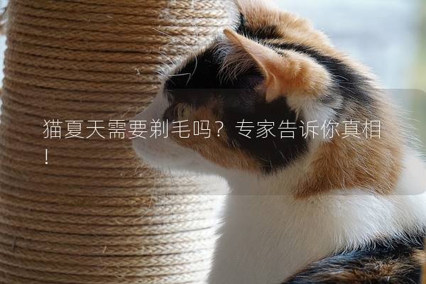 猫夏天需要剃毛吗？专家告诉你真相!