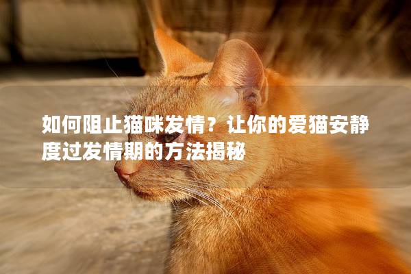 如何阻止猫咪发情？让你的爱猫安静度过发情期的方法揭秘