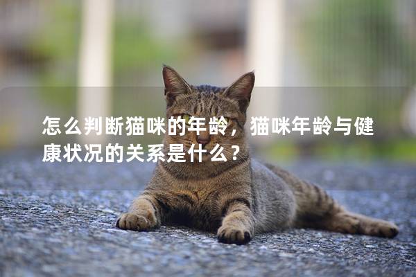 怎么判断猫咪的年龄，猫咪年龄与健康状况的关系是什么？